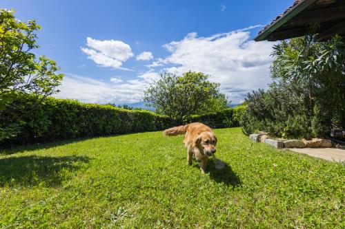 a dog walking in the grass with a ball in its mouth at Villa Bruno Selvago in Lessona in Lessona