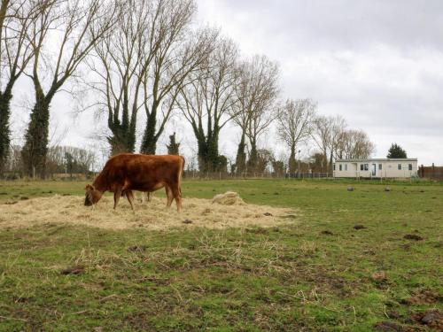 a brown cow grazing in a field of grass at Beatrice's Static Caravan in Spalding