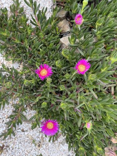 Κήπος έξω από το B&B Sol y Monte