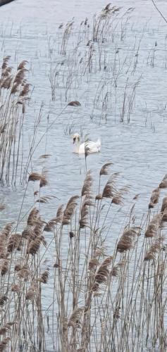 two birds standing in the water with tall grass at Apartman Skadarsko jezero bay in Vranjina