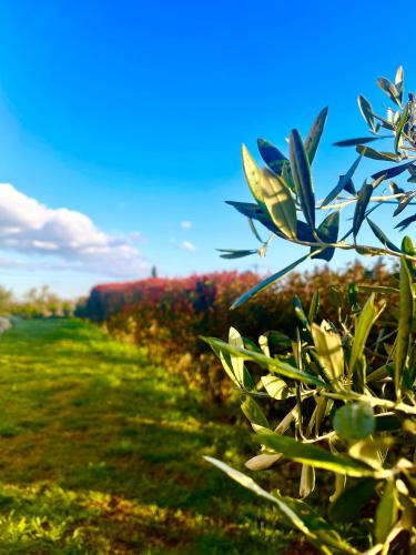un champ de végétaux ayant un parcours au premier plan dans l'établissement Maison entière Uzès 3 chambres, à Uzès