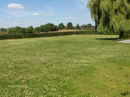a field of green grass with white flowers at Wenceslas Cobergher II Appartementen 2 of 4 in Boutersem