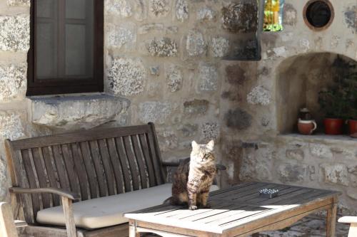 a cat is sitting on a wooden bench at Ha La Bodrum in Bodrum City