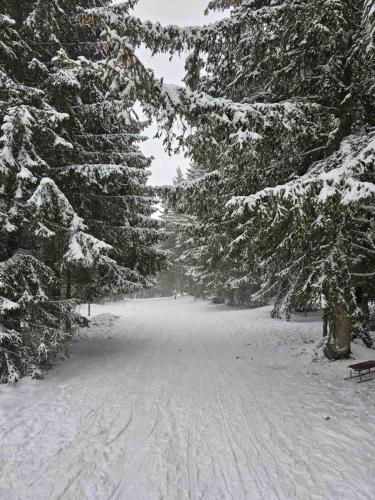 a snow covered road with trees and a bench at Vila Holiday - Golija in Novi Pazar