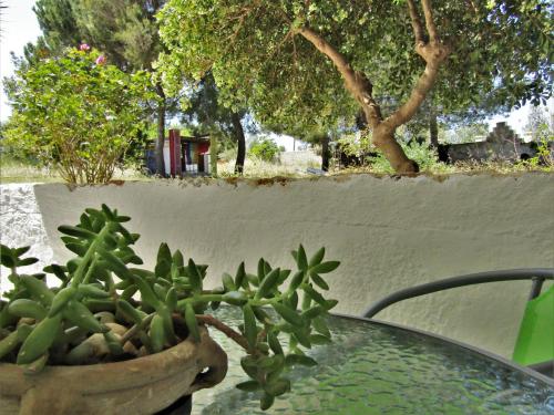 a potted plant sitting on top of a glass table at Asklipion Valley guest house in Kos Town