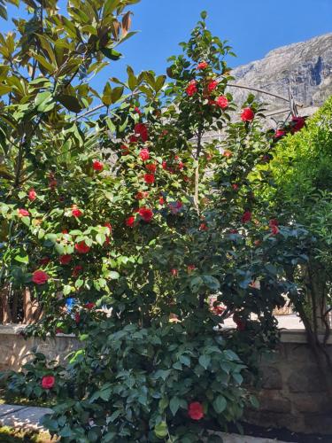a bush with red roses growing on it at La Grande Apartments in Kotor