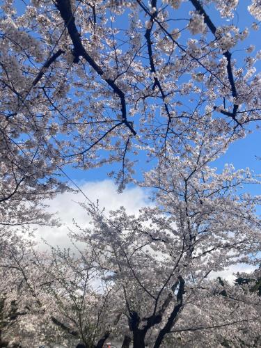 a group of trees with white flowers on them at 自然体験と石窯のある古民家民泊アジールAsyl in Hirosaki