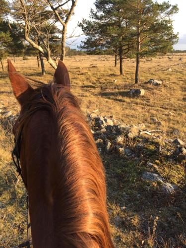 a close up of the back of a horse in a field at Änggårde B&B in Huse