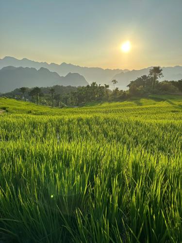 a field of green grass with the sunset in the background at PU LUONG BOUTIQUE GARDEN in Pu Luong