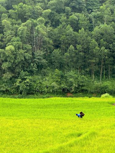 a bird standing in a field of green grass at PU LUONG BOUTIQUE GARDEN in Pu Luong