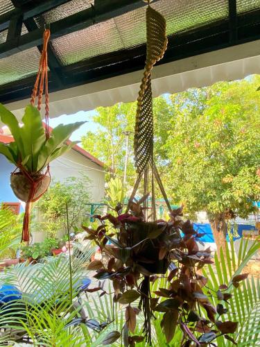 a potted plant hanging from a ceiling at Derm Svay Guesthouse - yoga & cafe in Kampot