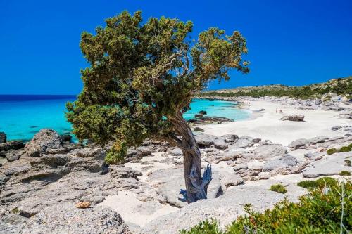 a tree on the rocks near a beach at theVotsalo Eco house in Agios Padeleimon