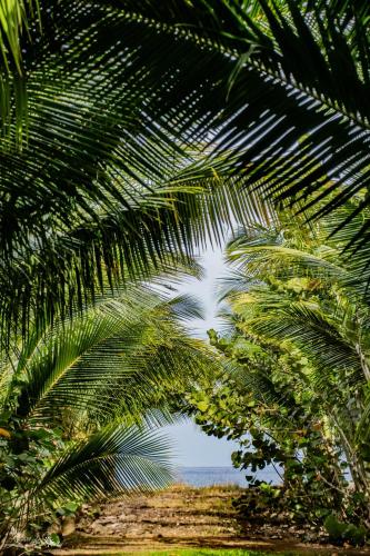 a view of the ocean through the leaves of a palm tree at Le Paradis de la Guadeloupe in Pointe-Noire
