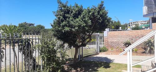 a tree in front of a fence at Surf Point Ride in Jeffreys Bay