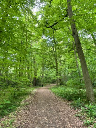 a path in the woods with a dog walking down it at Ferienapartment Am Urwald in Zetel