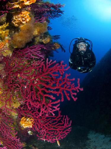 a diver in the water next to a coral reef at Camping Acapulco in Palau