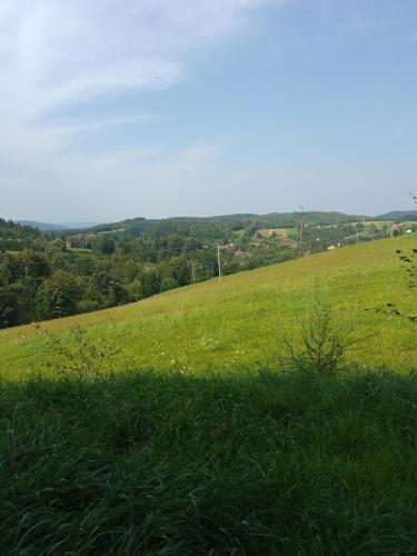 a grassy hill with a field of green grass at Aroniowe Wzgórze in Berezka