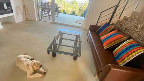 a dog standing in a living room with a couch at Vale das Estrelas in São Teotónio