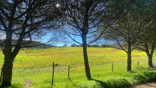 a field with trees and a fence in the grass at Vale das Estrelas in São Teotónio