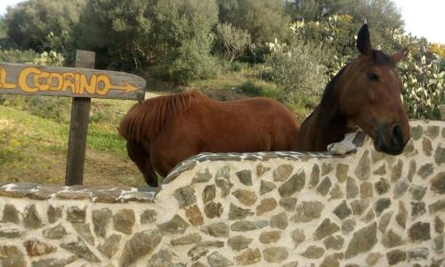 a brown horse standing next to a stone wall at Hotel Valle del Cedrino in Galtellì