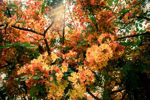 a bunch of flowers hanging from a tree at Hale Polū in Waikoloa Village