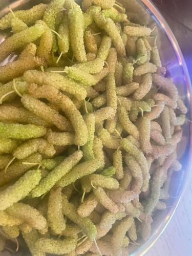 Mad på campingpladsen eller i nærheden