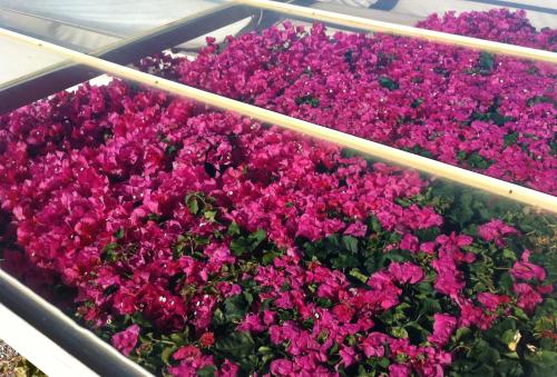 a bunch of pink flowers in a pot at Antica Tindari in Patti