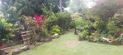 a garden filled with lots of plants and flowers at jardin de saimiris in Cayenne