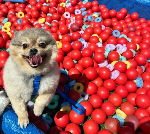 Haiwan peliharaan atau haiwan-haiwan peliharaan yang menginap dengan tetamu di Pousada Serra das Araucárias PetFriendly - CÃOFÉ da manhã Pet