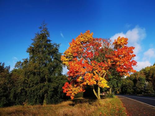 ein Baum an der Straßenseite in der Unterkunft Ferienhaus Sötenicher Mühle in Kall