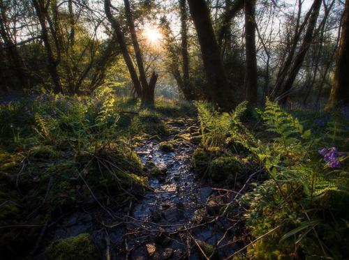 a stream in a forest with trees and flowers at Self Contained Yurt - Beddick in Tintern