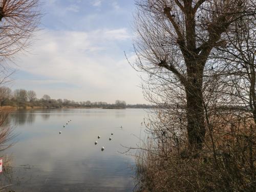 a lake with ducks swimming in the water at The Skydeck HM50 in Cirencester
