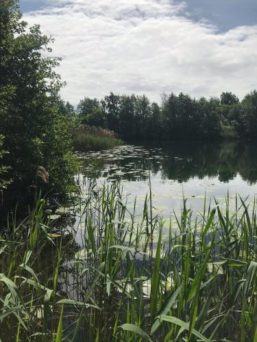a view of a lake with grass and trees at Fir Lodge in Kings Lynn