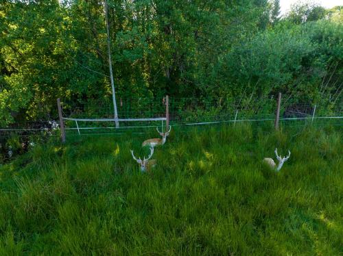two animals in the grass near a fence at Siedlisko Leszczewek in Leszczewek