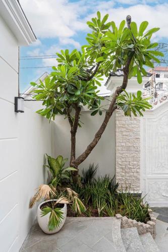 a small tree in a pot next to a wall at Villa La Rose Blanc Thảo Điền in Ho Chi Minh City