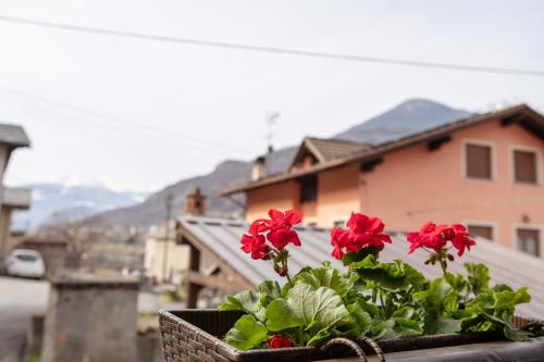 a potted plant with red flowers on a balcony at Petite Maison Tillier in Fenis