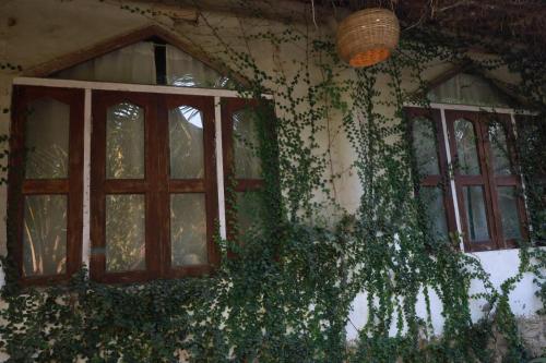a building with windows and ivy growing on it at Backpackers eco village in Japur