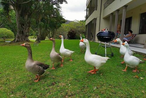 Animales en el apartamento o alrededores