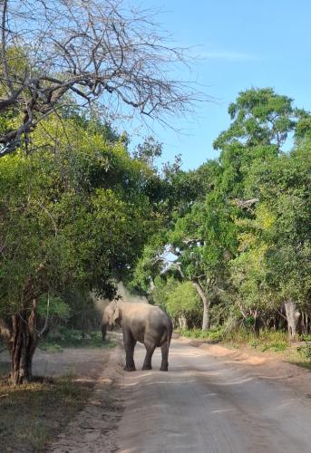 an elephant walking down a dirt road at Supipi House Panama in Panama