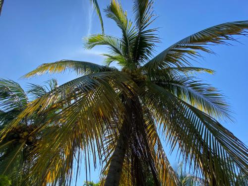 a palm tree with the sky in the background at Casa de Descanso en Monterrico in Monterrico