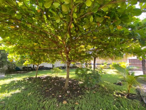 a small tree with green leaves on the grass at Casa de Descanso en Monterrico in Monterrico