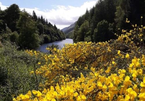 a field of yellow flowers next to a river at True North Lodge - A cosy wee highland Getaway in Spean Bridge