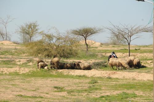 a herd of animals grazing in a field at Einot Bar in Giv'ot Bar