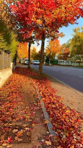 a pile of leaves on a street with two trees at N12 Residence Alakhawayn pour famille in Ifrane