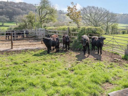 a group of cows standing in a field near a fence at Pant Y Cwtsh in Kidwelly