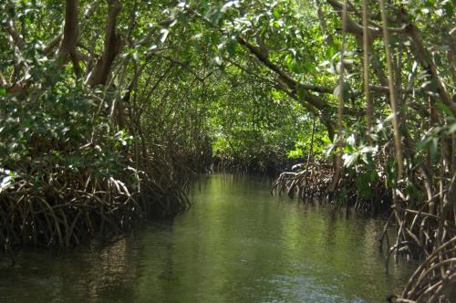 a river in the middle of a jungle at Bed and breakfast Keur Niaye in Toubakouta