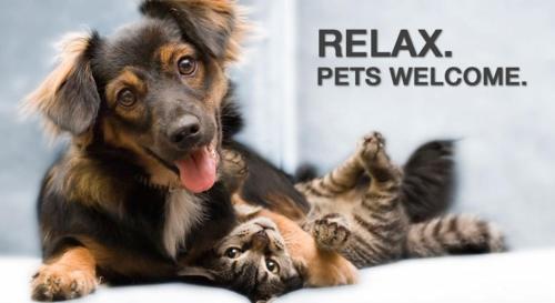a dog and a kitten laying on the floor at Urban Hotel Design in Trieste