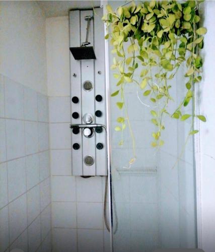 une plante en pot suspendue au mur d'une salle de bain dans l'établissement Appartement Strasbourg ville, à Strasbourg