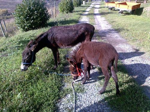Άλλα ζώα σε αυτό το κατάλυμα σε φάρμα ή στη γύρω περιοχή