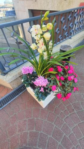 a potted plant with flowers on a bench at Hotel Apartamento Marouco in A Guarda